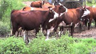 Vaches abondances dans la Grande Chartreuse .MOD