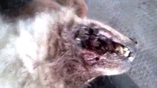 Maggot wound in dog mouth and face