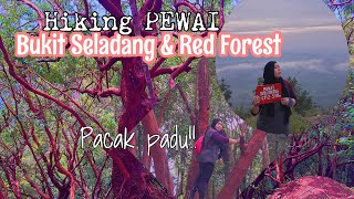 Hiking Masa PKPP Bukit Seladang & Red Forest (Bukit Buluh) Aug 2020 | ZAINNOHIKING