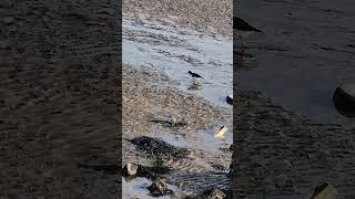 Bird Spotting | Oyster Catchers on the beach #shorts