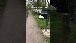 Walking past swan on river Thames #oxford #oxfordcitydog