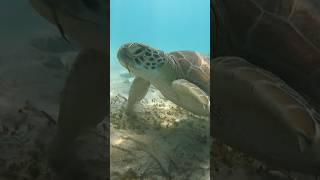 So close to the turtle when snorkeling in Gili Islands 🇮🇩