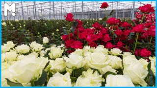 🌹 Modern Roses Farming and Harvesting Agriculture Technology - Growing Roses Flowers in Greenhouse