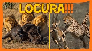 💥 LEONES y GUEPARDOS CAZANDO | El SAFARI FOTOGRÁFICO en Kenia más COMPLETO que hayas visto NUNCA❗