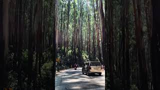 That driving Vibe 🚗🚗 Location 📍Eucalyptus Forest - Gudalur to Ooty Road 🌴🌴 #scenicdrive