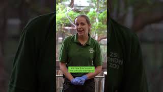 Conservation HQ - Episode 3 - Golden lion tamarin conservation success