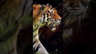 In the heart of a tiger | Discover with Sabi