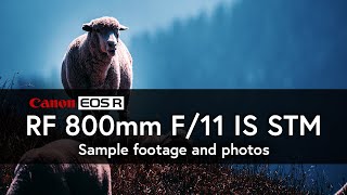 RF 800mm F/11 IS USM FOR VIDEO!? | EOS R