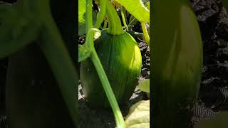 Pumpkins Growing Everywhere #Farming #garden #diy