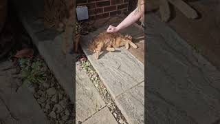 Bertie biscuiting in the sun