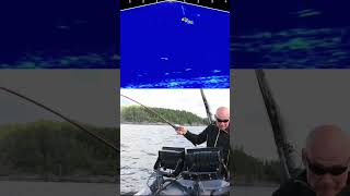 Hechtangeln in Norwegen - Livebiss pelagisch mit Livescope #fishing #livescope #pikefishing #norway