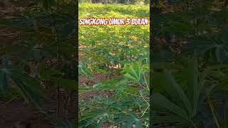 Singkong umur 3 bulan #shorts #petani #petanimuda