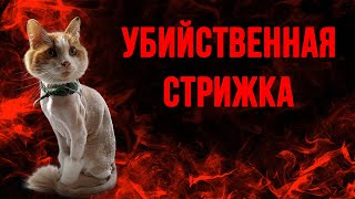 Почему нельзя стричь кошек