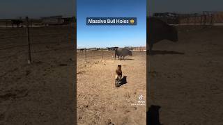 Can it be territorial? 🤠 #skylarfarming#farmlife#cattle#cowboys#cowgirls#california#bulls