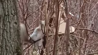 Бельчонок первый нашёл кормушку - и покушал, и попрятал орешки 👌🏻😋🌰🐿❤🐾🌳#белка #белочка #squirrel 🐿❤