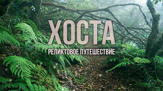 Тисо-самшитовая роща. Хоста. Сочи. Идеальный маршрут выходного дня