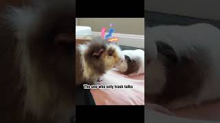 When Guinea pigs fight, there’s always… #guineapig #funnypets #funnyanimals #shorts