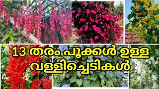 Top 13 Creepers/Climbers/Vines || Top flowering creepers || rose🔥