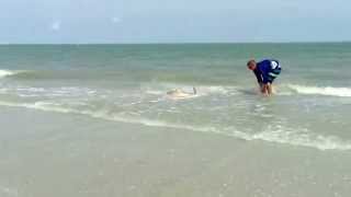 Returning Shark to Gulf of Mexico on Captiva Island