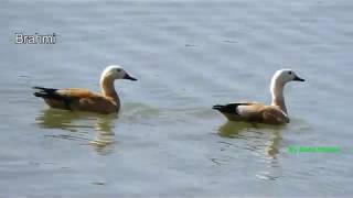 Bhigwan flamingo bird sanctuary | Unknown India