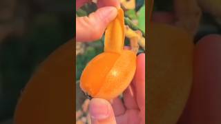 Beautiful,Fruit Cutting Video 🍑 🔥🙏,#shorts ,#short ,#farming ,#viral ,#green ,#terrace ,#shortvideo