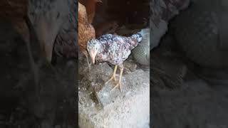 beautiful chicken house poultry farm