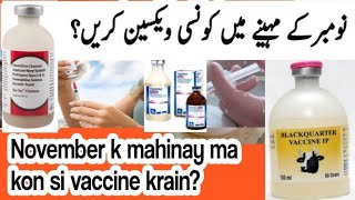 November نومبر ma cow,buffalo, sheep, goat ma kon si vaccine krain?  kis tra or kitni mikdaar?