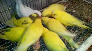 MUHABBET KUŞLARI DAL DARIYI NASIL DA SEVİYOR! / Budgies are eating millet