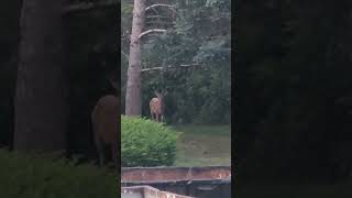 🦌"Daytime Encounter with a Majestic Buck Deer"🦌