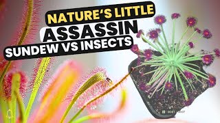 Nature's Little Assassins: Sundews vs. Insects! #carnivorousplants #sundew #drosera #exoticplants