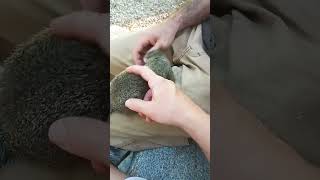 Squirrel Gets Pets And Love! Missed Having Him Around!