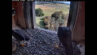 FalconCam 2023 12 16 Marri interrupts bonding