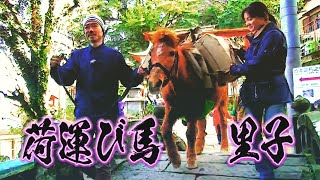 長崎の荷運び馬　里子 【復刻修正版】