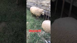 Sheep. #shorts #subscribe #trending #fyp