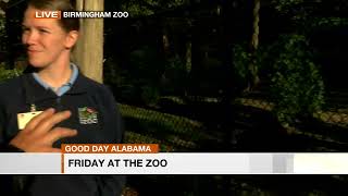 Birmingham Zoo Bears on WBRC Fox