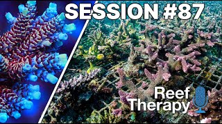 Maricultured Corals, Red Speckled Macroalgae, Not Giving Up On Ailing Corals & MORE! | #87