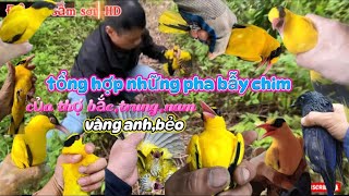 tổng hợp lại những pha bẫy chim vàng anh,bẻo rơi của 500 thợ bẫy bắc,trung,nam/độc lạ sầm sơn-HD