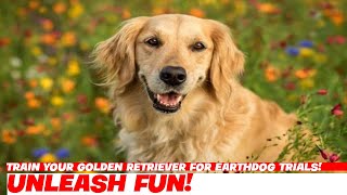 Train Your Golden Retriever for Earthdog Trials!