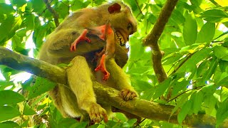 OMG ! Mama MOKA no skill take care milk for child - when she walk on the tree almost fell down pity