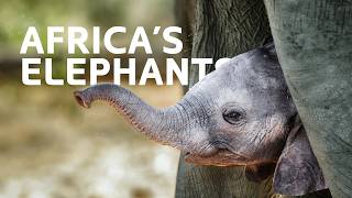 The Journey Of Orphaned Elephants Adapting To The Wild | African Wildlife Documentary