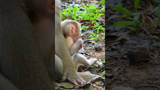 lovely a little baby monkey #cutebabymonkey #lovely #short