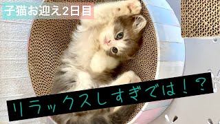 【生後２ヶ月】スコティッシュフォールドの子猫がやってきた！？