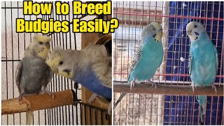 Tips to Breed Budgies Quickly for Beginners || All About Pets (Hindi)