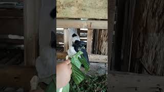 Shorts Bocil Kasih makan Kambing Embek #animals #bermain #permainan