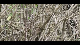 Blackpoll Warbler sings.