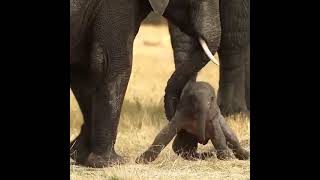 baby elephant