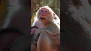 Ep415. Adorable Monkey Has the Cutest Reaction to Meeting a New Friend