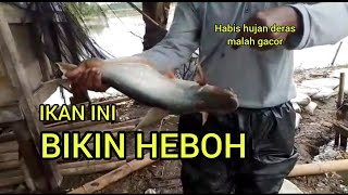 Mancing sehabis hujan deras malah gacor