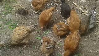 Feeding my chicken at the farm- Three Months old chicken feeding