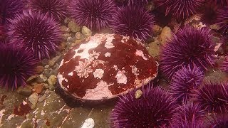 S2 E6: Dying Oceans - Abalone Restoration In California (Trailer)